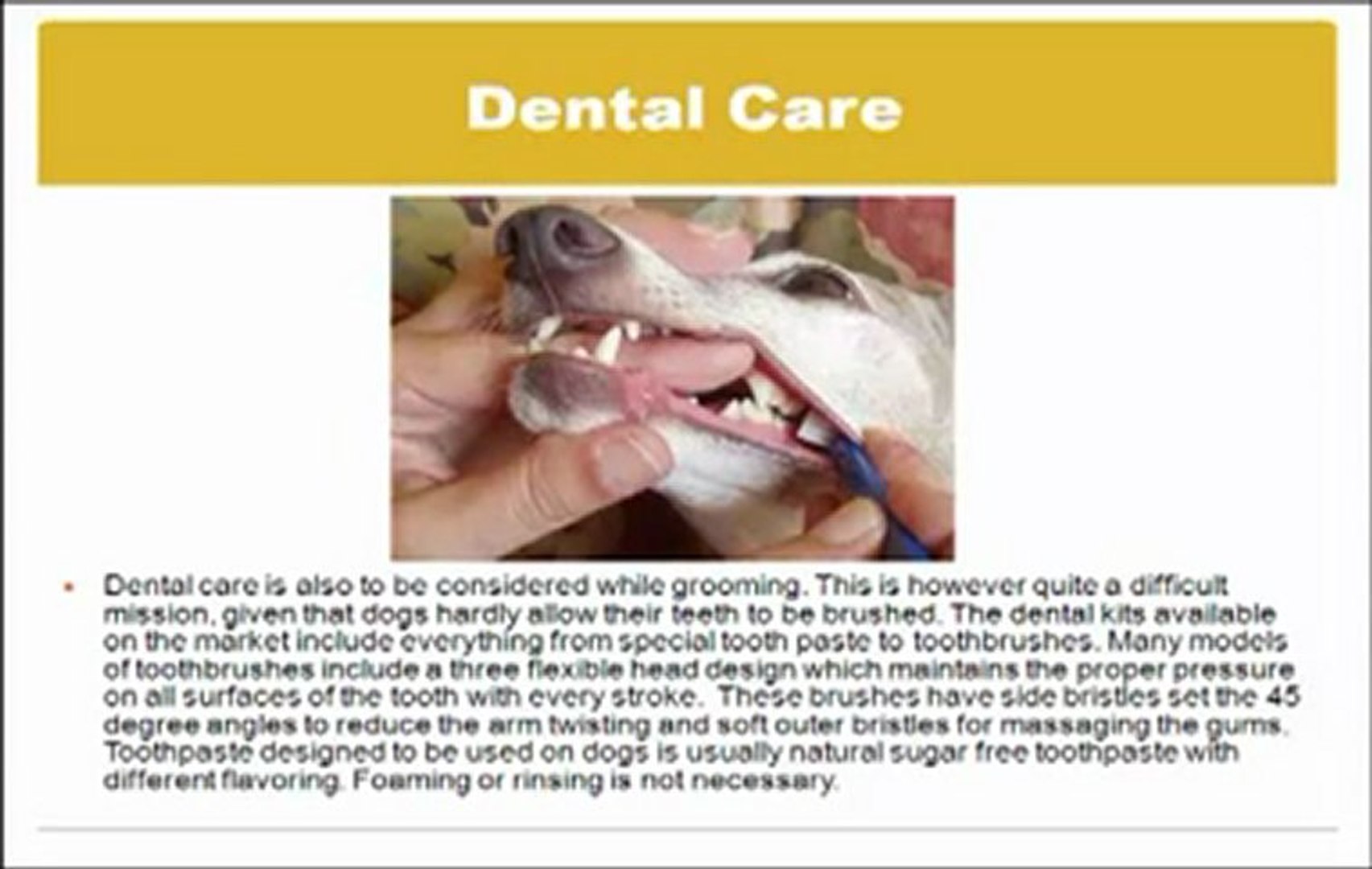 ⁣http://doggrooming.serviceinvirginia.com/