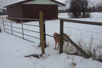 Le chien et le bâton