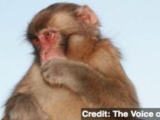 Iran Claims to Have Sent Monkey Into Space