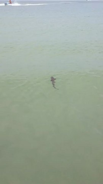 Un bébé requin se promenait par là...