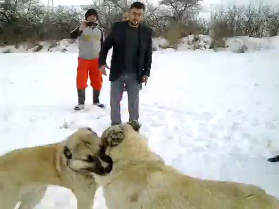 jojo - sarı 1