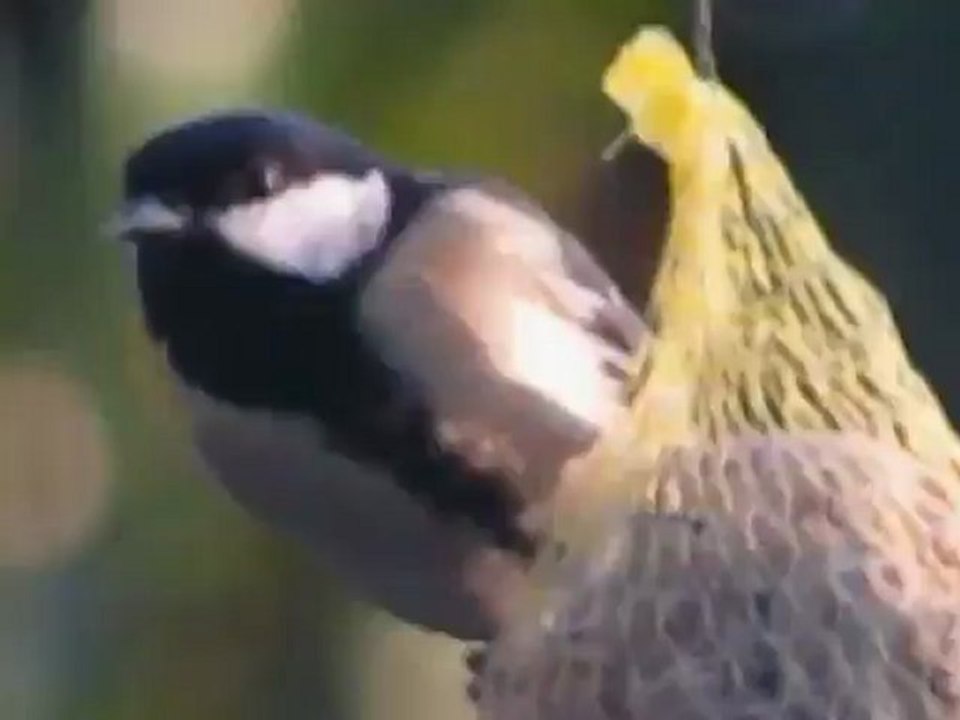 Le bal des mésanges, en hiver.