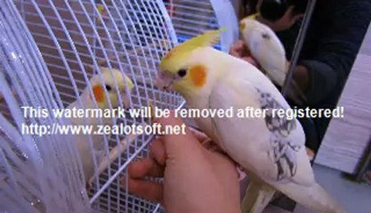 sultan papağanı dal darı keyfi