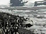 antarctique-pingouins-plongent