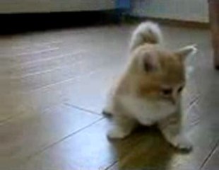 시티카지노 ●XED700.COM● 생방송카지노 ┣┽