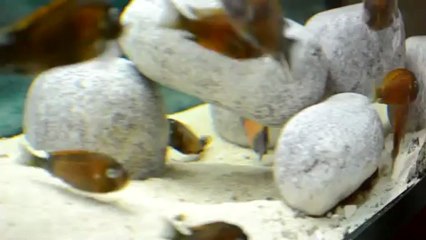 BEMBA GOLD ÇİFTLEŞME