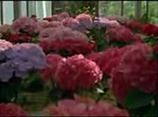 ΡΕΞ - ΤΟ ΜΥΣΤΙΚΟ ΤΗΣ ΑΝΝΑΣ