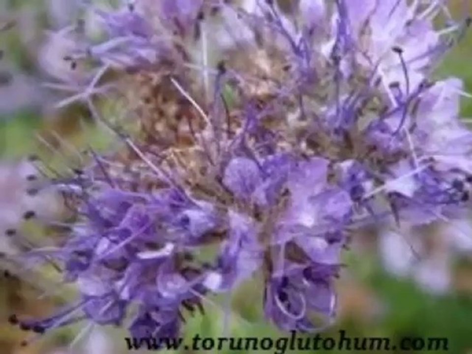 Arı tohumu üretimi,arı tohumu cesitleri,sahıbınden arı otu tohumu satılık