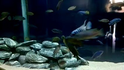 Karma Mbuna Tankım. ( Tablet Yem Zamanı)