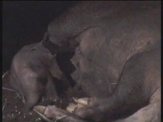 Baby Aardvark and Mom at Bioparc Valencia