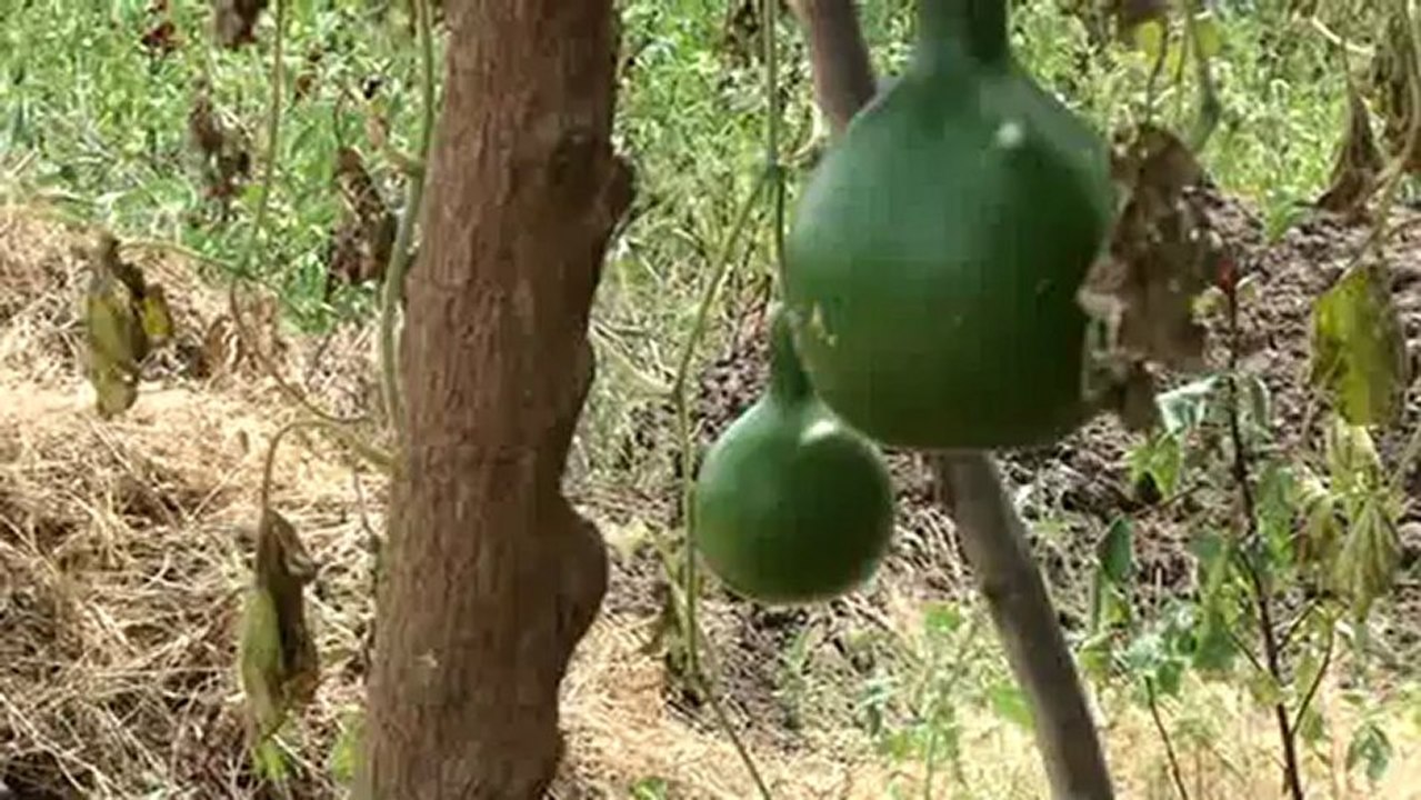 Senegal - ONG de Ndem - Présentation du projet de développement intégré