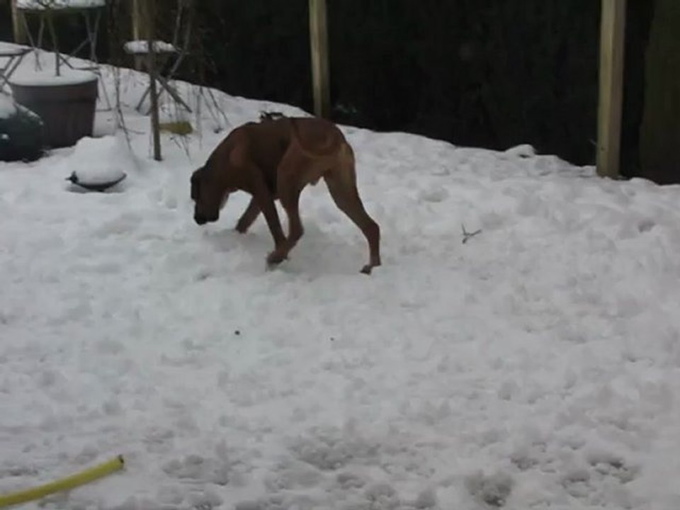 Ercule joue dans la neige