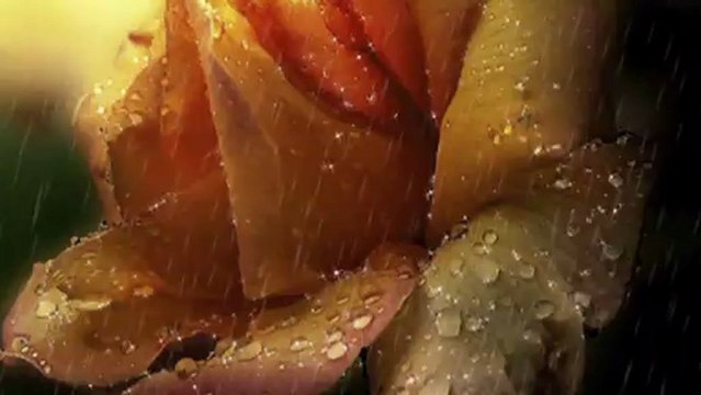 Mały książę i róża -Edycja specjalna wokal Krzyś