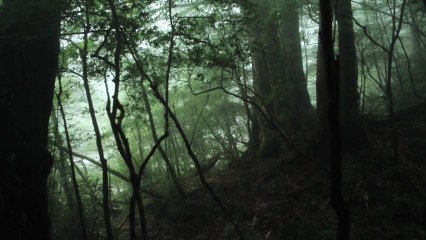 Diego Buongiorno - "The Bush" feat. Evosia Studios [Teaser #1]