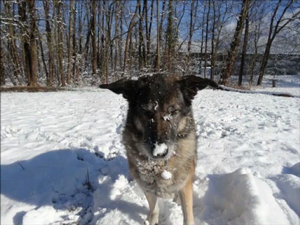 PEPITE A LA NEIGE