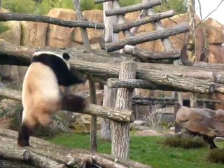 Beauval-26janv13- Yuan Zi reçoit une friandise