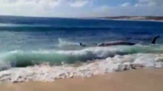 Banhistas assistem baleia ser devorada por tubarões