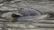 Gowanus Dolphin Died of Natural Causes