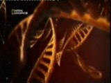 El arbol genealogico humano: La Eva mitocondrial (Marcadores geneticos)