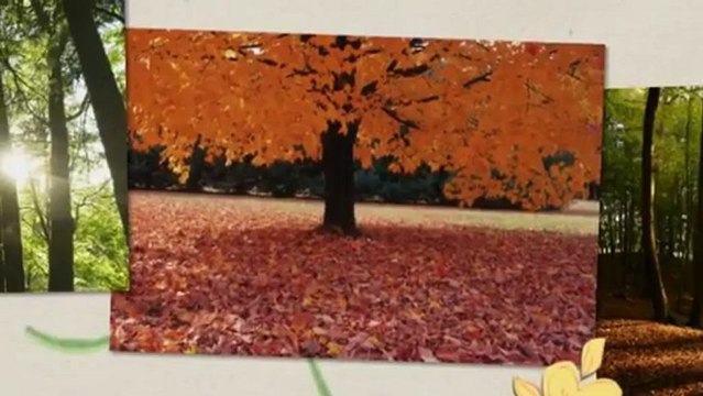 Richard Forrest Tree Service - (904) 505-4331