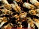 arı otu ekım,arı otu fiyat,arı otu cesit,arı otu yetiştiriliçigi