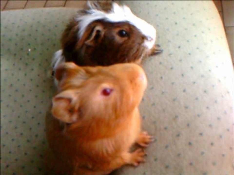 Hommage a notre petit Caramel(le noir et blanc)