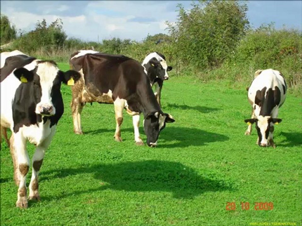 Suni mera tohumu,yapay mera tohumları,Yapay cayır mera tohumu faydaları