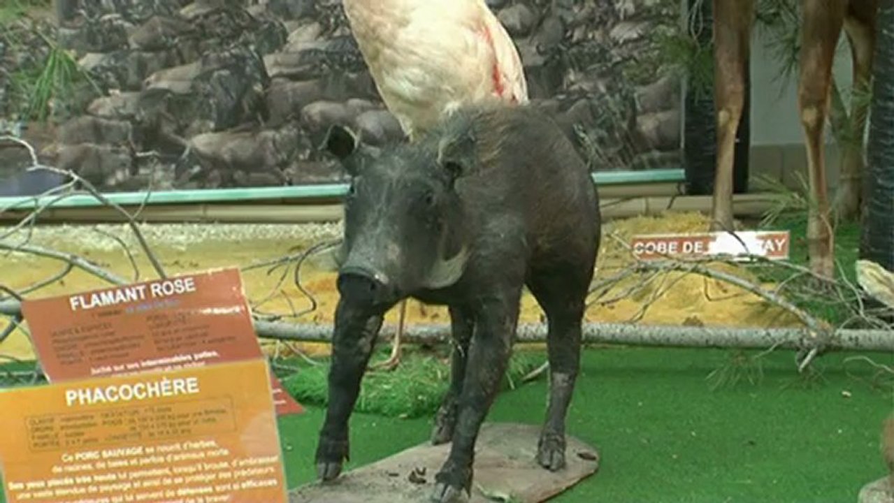 Cavalaire - Exposition Destination Afrique, Objectif Faune