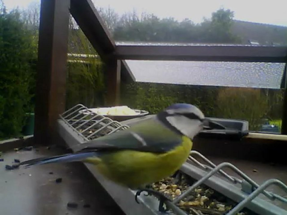 MANGEOIRE de Bois-Bernard 30/01/2013 12h40 :: le bal des mésanges