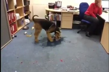 Cachorro hilário bebendo água - HD www.bestagrup.com