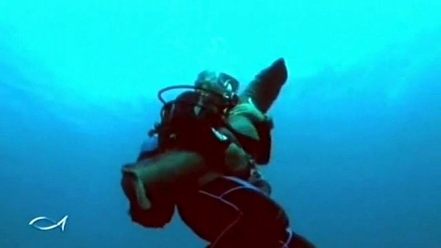 Hugues Vitry - L'homme qui danse avec les murènes