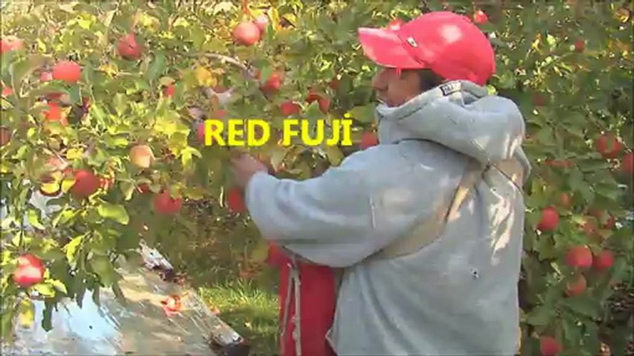 bodur elma bahçeleri (www.betulfidancilik.com.tr)