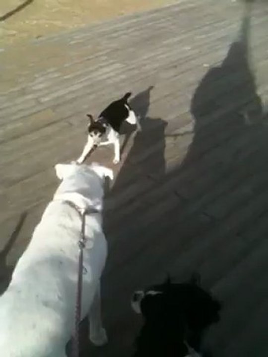 promenade toutous