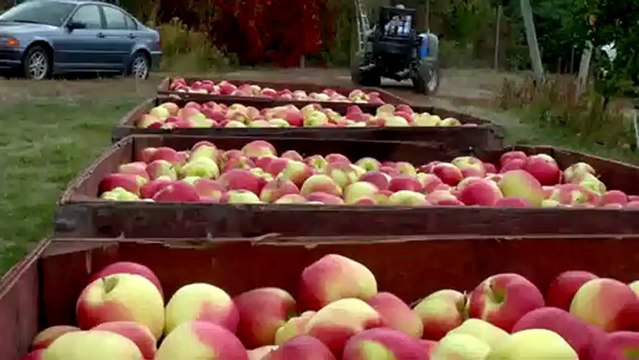 bodur elma bahçesi en karlı yatırımdır