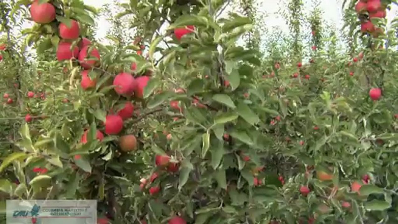 6 yaşında m9 bodur elma bahçesi