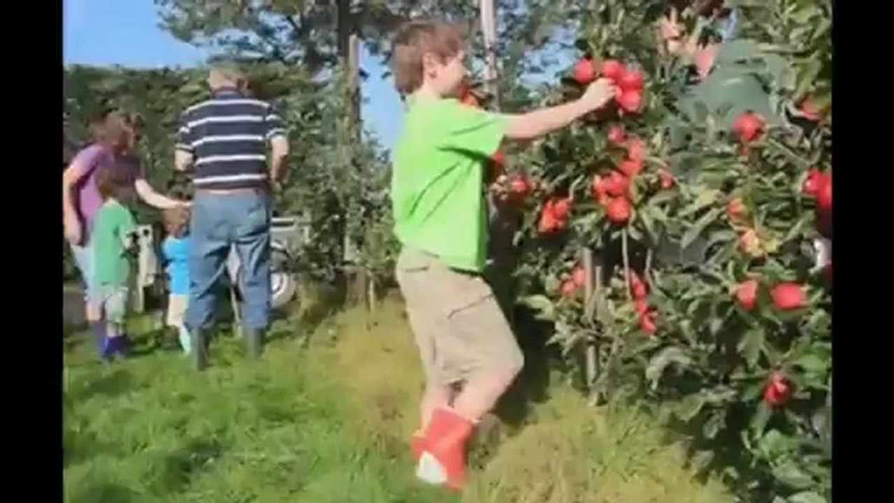 Elma Budama Ve Bakim Islemleri Youtube