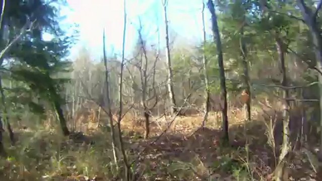 chasse à la bécasse au braque français