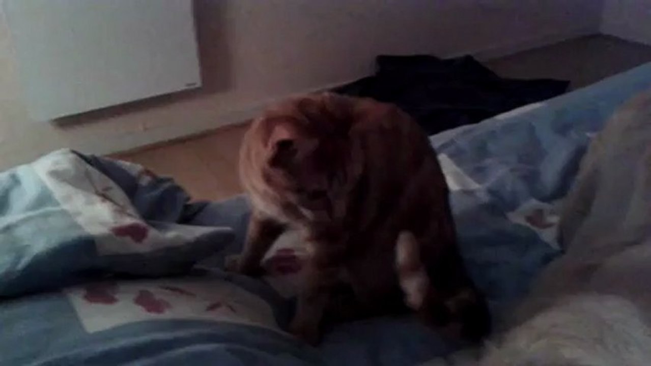 comme chien et chat