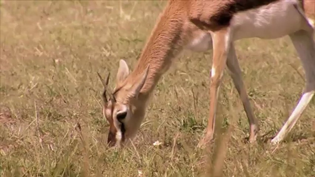 Skechers GOrun 2 -- Man vs. Cheetah Super Bowl Teaser