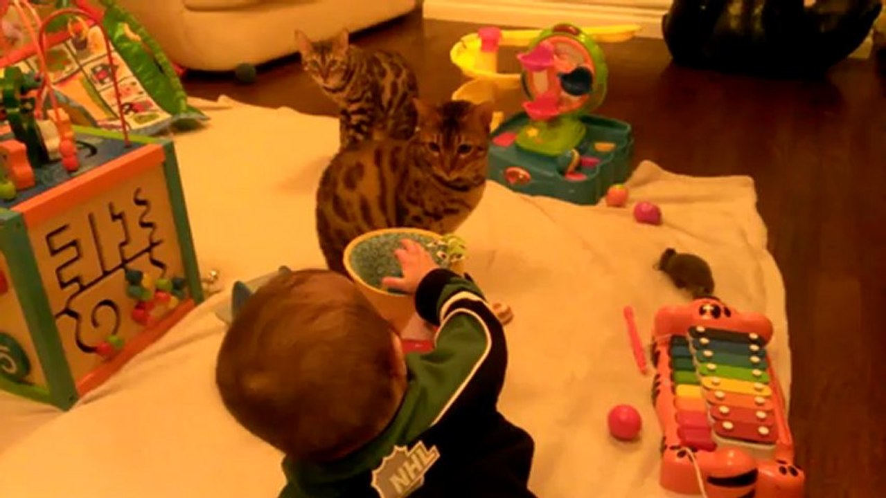 Baby Chasing Bengal Cat Rumble