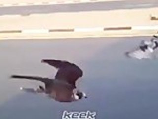 Falcons Flying Freaking Fast