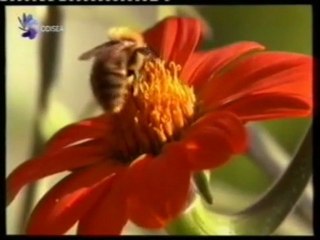 Coevolucion: Abejas y flores