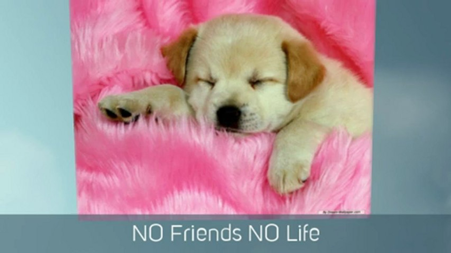 ⁣pets community