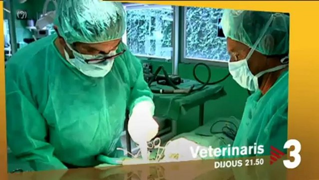 TV3 - Dijous, 21.50, a TV3 - Veterinaris aquest dijous amb la gosseta Boleta i molts altres prota