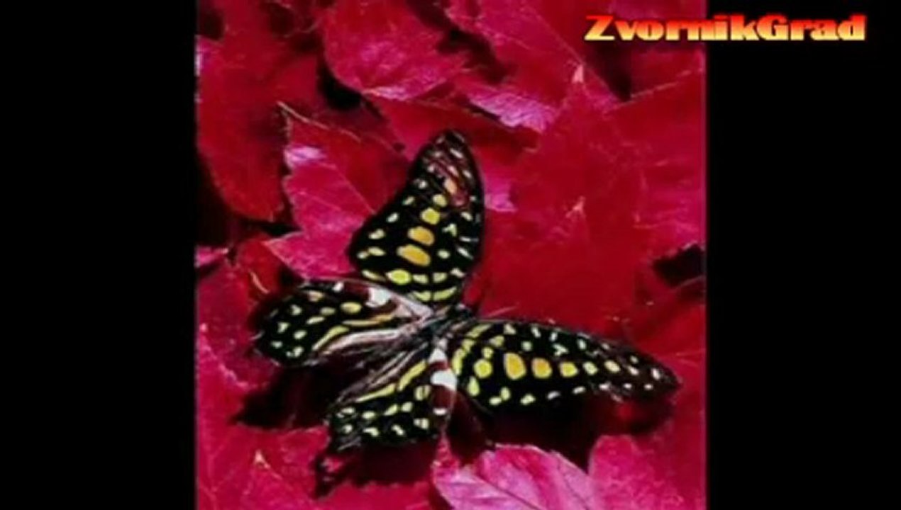 YuGrupaCrniLeptir