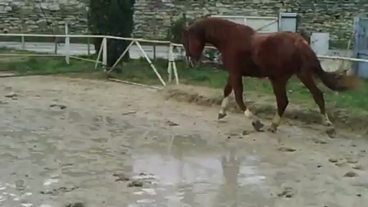 Arome d'Oregon débourrage deuxième longe