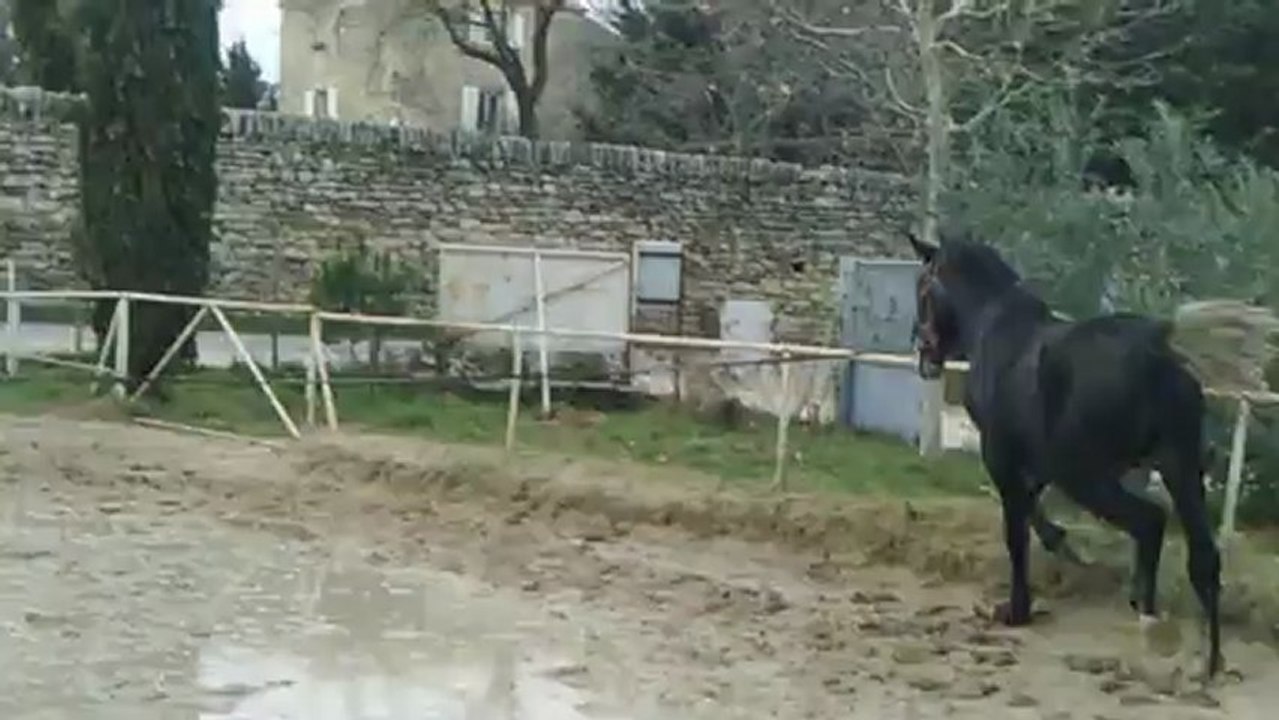 Aibène d'Oregon débourrage 2eme longe