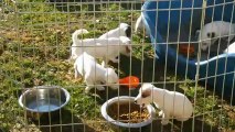 Chiots Jack Russell Terrier 5 semaines