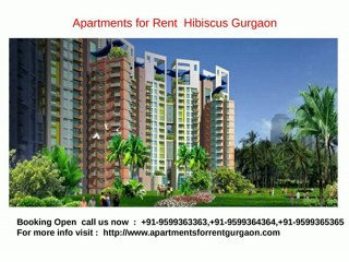 Apartments for Rent  Hibiscus Gurgaon
