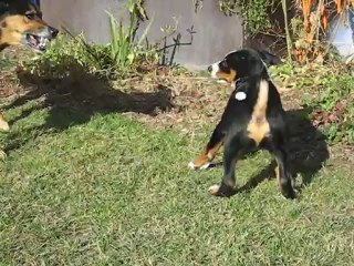 Pourquoi tu dors, par Houba Bouvier d'Appenzell MVI_5471